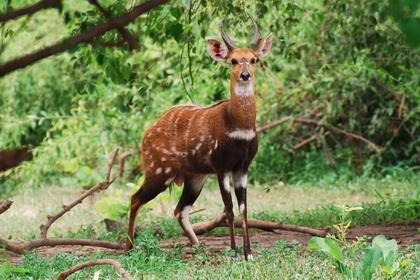 Bushbuck Chobe n