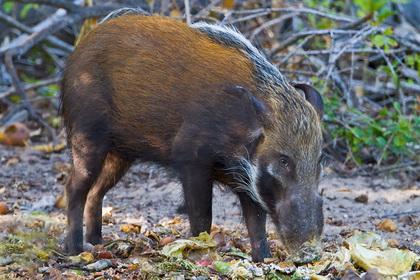 Bushpig