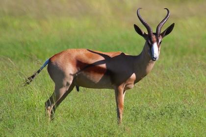 Springbok Copper n