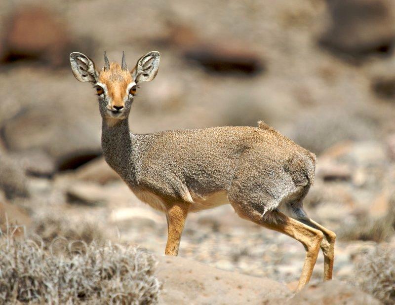Дик   Дик Солта salts dik dik large 2