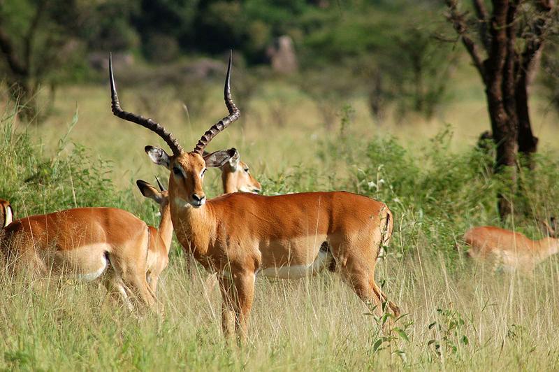 Импала Восточно Африканская east african impala large