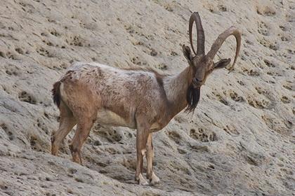 Ibex Sindh n