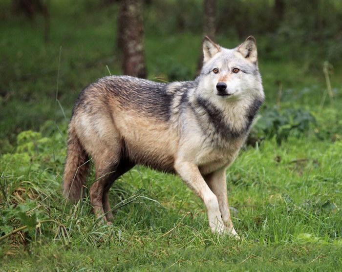 Волк серый