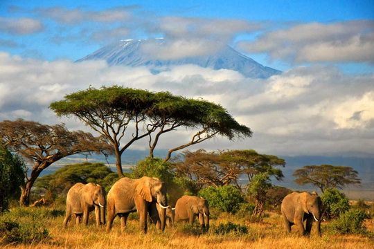 Africa1