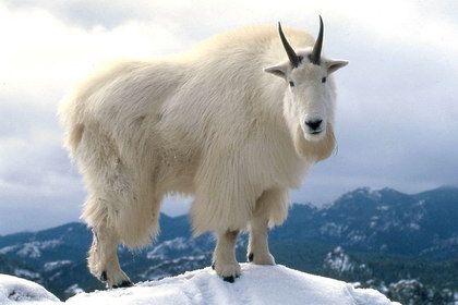 Животные Америки